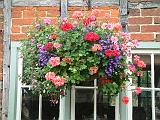 Hanging basket Lacock_2 